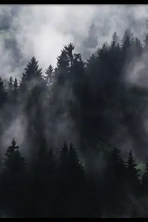 Commande En Gros Misty Treetops